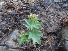 Cardamine pachystigma