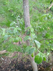 Salix caprea