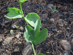 Cardamine pachystigma