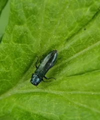 Agrilinae