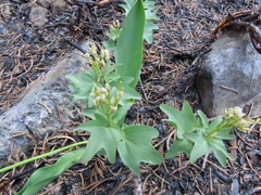 Cardamine pachystigma