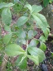 Salix caprea