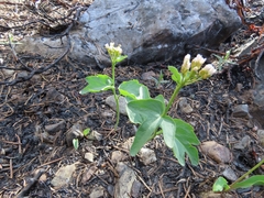 Cardamine pachystigma