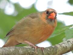 Cardinalis cardinalis