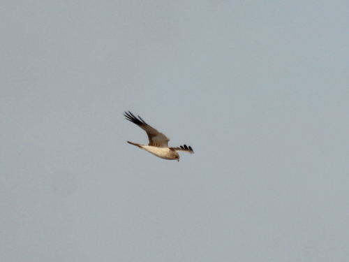 Aguilucho Lagunero Oriental (Circus spilonotus)