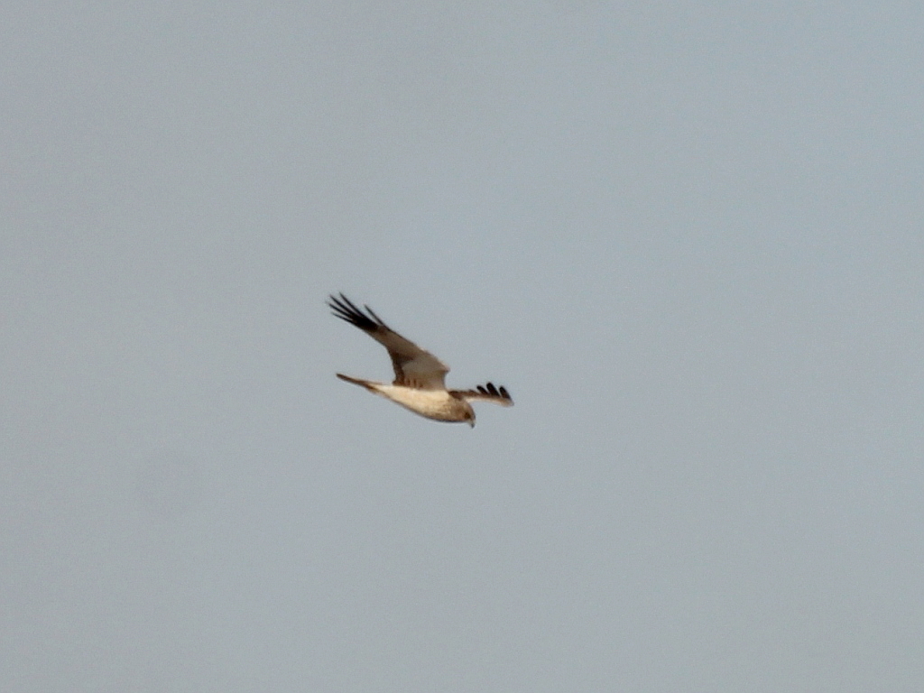 Eastern Marsh Harrier illustration