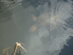 Carettochelys insculpta