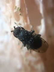Poecilosomella