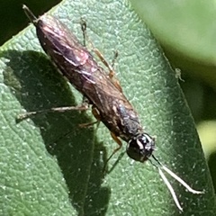 Xyeloidea