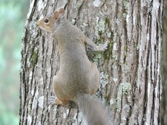 Sciurus carolinensis