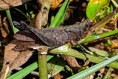 Maculiparia rotundata