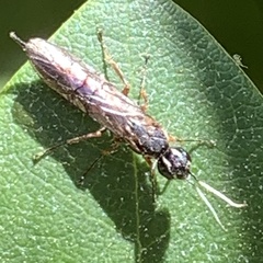 Xyeloidea