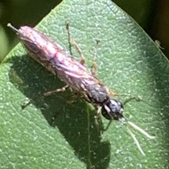 Xyeloidea