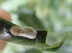 Pulvinaria floccifera