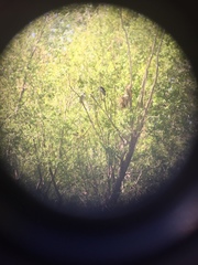 Nycticorax nycticorax