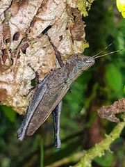 Maculiparia rotundata