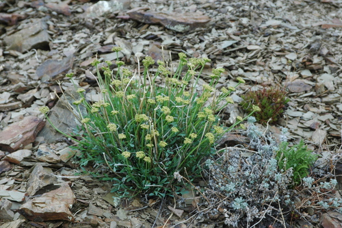 Image of Podistera yukonensis by (c) Syd Cannings, some rights reserved (CC BY)