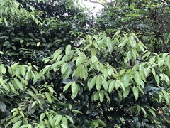 Cryptocarya chinensis