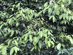 Cryptocarya chinensis