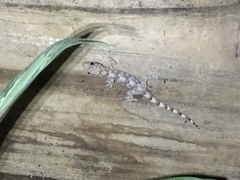 Hemidactylus mercatorius