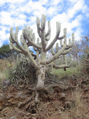 Browningia pilleifera