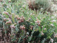 Ericeae