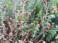 Ericeae