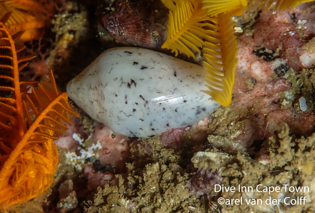 Marginella lineolata