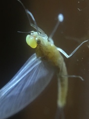 Ephemeroptera