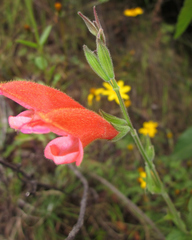 Salvia oppositiflora
