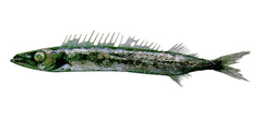 Black Snake Mackerel photo 2