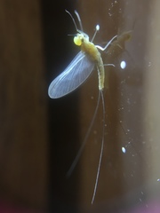 Ephemeroptera