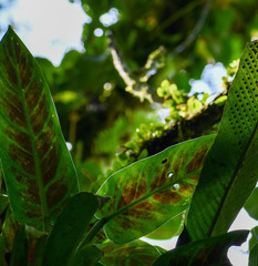 Philodendron subhastatum