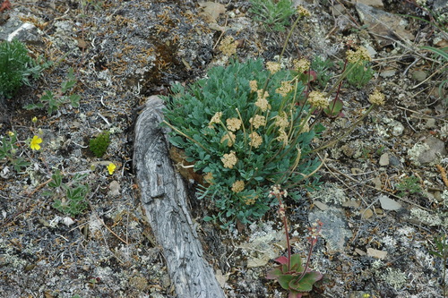 Image of Podistera yukonensis by (c) Syd Cannings, some rights reserved (CC BY)