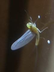 Ephemeroptera