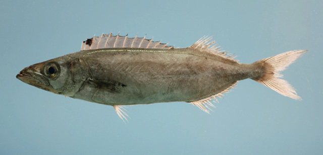 American sackfish (Neoepinnula americana) — Gempylidae
