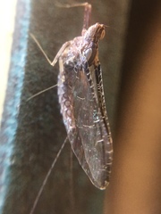 Ephemeroptera