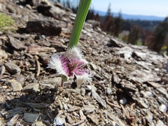 Calochortus elegans nanus