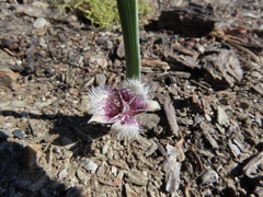 Calochortus elegans nanus