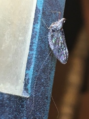 Ephemeroptera