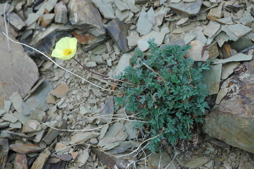 Image of Oreomecon mcconnellii by (c) Syd Cannings, some rights reserved (CC BY)