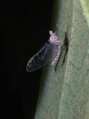 Ephemeroptera