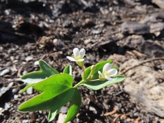 Cardamine pachystigma