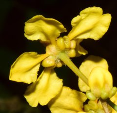 Tetrapterys mexicana