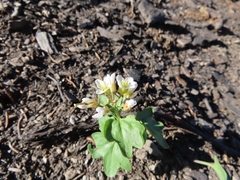 Cardamine pachystigma