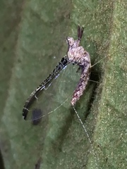 Ephemeroptera
