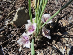Calochortus elegans nanus