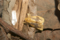 Euproctis piperita