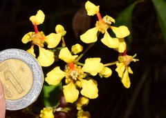 Tetrapterys mexicana