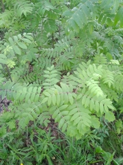 Sorbus aucuparia